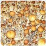 Псилоцибиновые (галлюциногенные)  грибы Psilocybin "Golden Teacher" в Судже