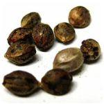 Семена марихуаны АК-47  (Seeds AK-47) в Судже